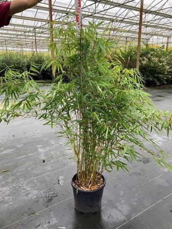 Fargesia robusta 'Pingwu' 125-150 cm cont. 15L - afbeelding 1