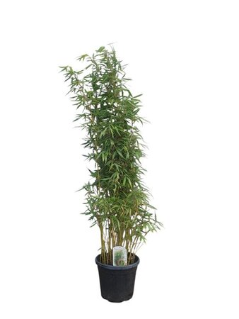 Fargesia robusta 'Pingwu' 125-150 cm cont. 15L - afbeelding 2