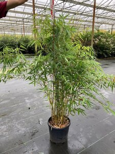 Fargesia robusta 'Pingwu' 125-150 cm cont. 15L - afbeelding 4