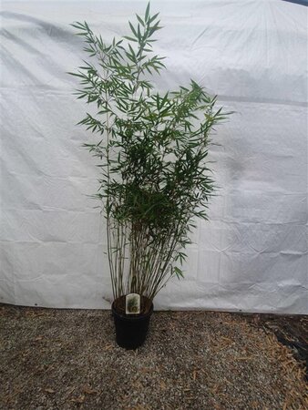 Fargesia robusta 'Pingwu' 125-150 cm cont. 15L - afbeelding 3