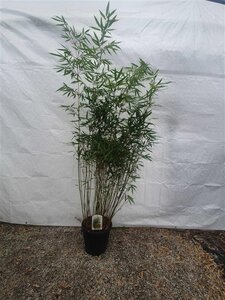 Fargesia robusta 'Pingwu' 125-150 cm cont. 15L - afbeelding 3