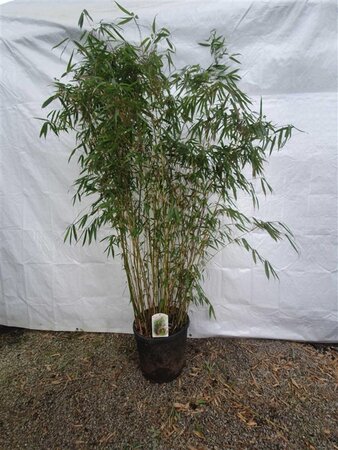 Fargesia robusta 'Pingwu' 175-200 cm cont. 30L