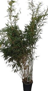 Fargesia robusta 'Pingwu' 200-250 cm cont. 10L - afbeelding 2