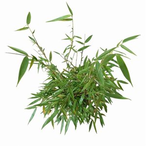 Fargesia robusta 'Pingwu' 60-80 cm cont. 5,0L