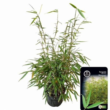 Fargesia robusta 'Pingwu' 60-80 cm cont. 5,0L - afbeelding 2