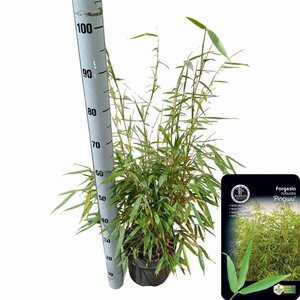 Fargesia robusta 'Pingwu' 60-80 cm cont. 5,0L - afbeelding 3