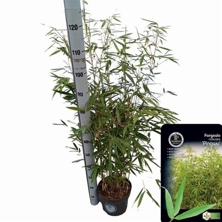 Fargesia robusta 'Pingwu' 80-100 cm cont. 5,0L - afbeelding 3