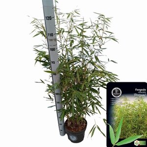 Fargesia robusta 'Pingwu' 80-100 cm cont. 5,0L - afbeelding 3