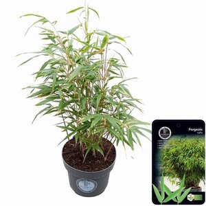 Fargesia rufa 50-60 cm cont. 5,0L