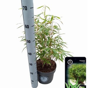 Fargesia rufa 50-60 cm cont. 5,0L - afbeelding 2