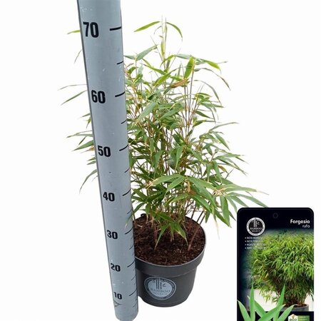 Fargesia rufa 60-80 cm cont. 5,0L - afbeelding 4