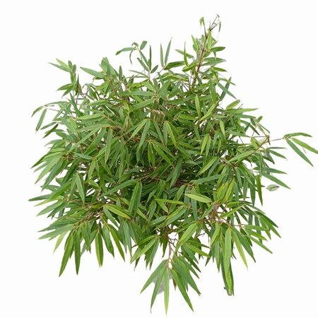 Fargesia rufa 60-80 cm cont. 5,0L - afbeelding 5