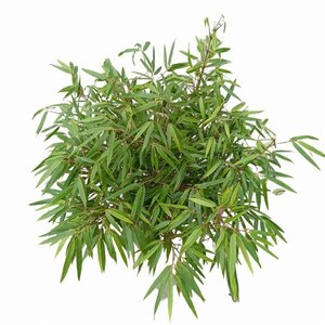 Fargesia rufa 60-80 cm cont. 5,0L - afbeelding 5