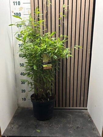 Fargesia rufa 60-80 cm cont. 7,5L - afbeelding 3