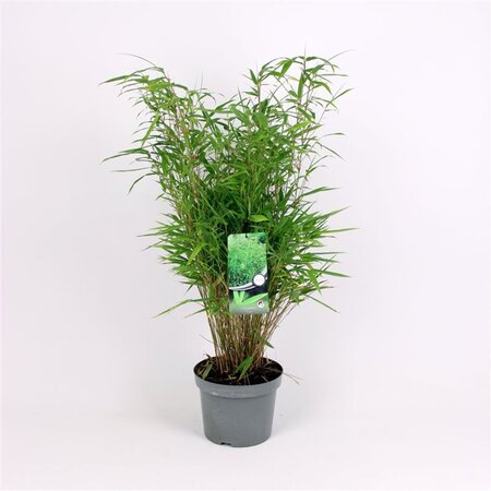 Fargesia rufa 60-80 cm cont. 7,5L - afbeelding 3