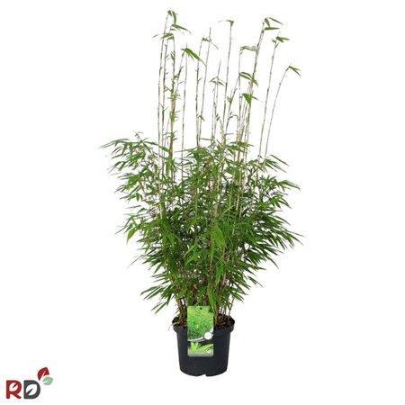 Fargesia rufa 80-100 cm cont. 5,0L - afbeelding 3