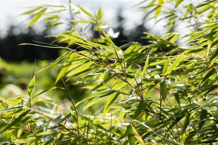 Fargesia rufa 80-100 cm cont. 5,0L - afbeelding 1