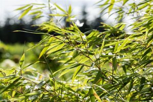 Fargesia rufa 80-100 cm cont. 5,0L