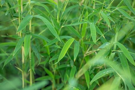 Fargesia rufa 80-100 cm cont. 5,0L - afbeelding 2