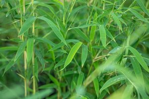 Fargesia rufa 80-100 cm cont. 5,0L - afbeelding 2