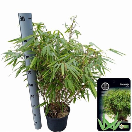 Fargesia rufa 80-100 cm cont. 5,0L - afbeelding 3