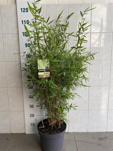 Fargesia rufa 80-100 cm cont. 7,5L - afbeelding 3
