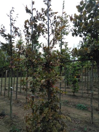 Fagus syl. 'Atropunicea' 10-12 cm wortelgoed geveerd - afbeelding 5