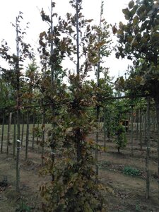 Fagus syl. 'Atropunicea' 10-12 cm wortelgoed geveerd - afbeelding 5