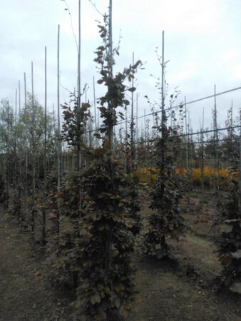 Fagus syl. 'Atropunicea' 10-12 cm wortelgoed geveerd - afbeelding 2