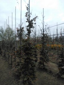 Fagus syl. 'Atropunicea' 10-12 cm wortelgoed geveerd - afbeelding 2