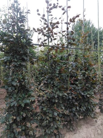 Fagus syl. 'Atropunicea' 10-12 cm wortelgoed geveerd - afbeelding 1