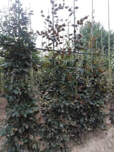 Fagus syl. 'Atropunicea' 10-12 cm wortelgoed geveerd