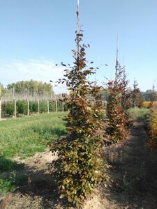 Fagus syl. 'Atropunicea' 10-12 cm wortelgoed geveerd - afbeelding 4