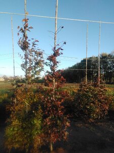 Fagus syl. 'Atropunicea' 10-12 cm wortelgoed geveerd - afbeelding 3