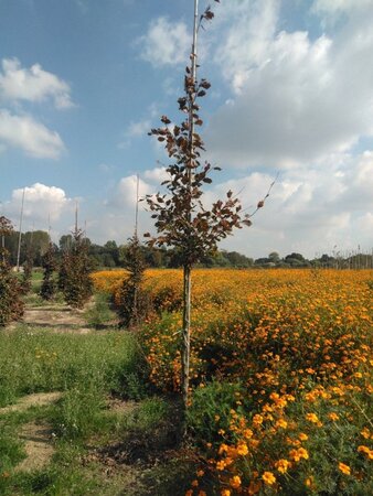 Fagus syl. 'Atropunicea' 12-14 Hoogstam wortelgoed 2 X verplant - afbeelding 2