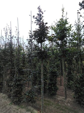 Fagus syl. 'Atropunicea' 12-14 Hoogstam wortelgoed 2 X verplant - afbeelding 3