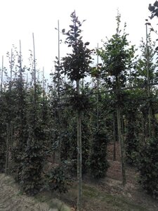 Fagus syl. 'Atropunicea' 12-14 Hoogstam wortelgoed 2 X verplant - afbeelding 3