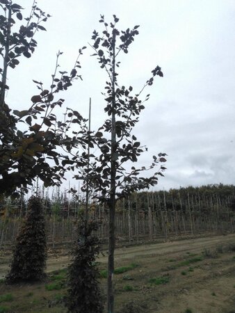 Fagus syl. 'Atropunicea' 12-14 Hoogstam wortelgoed 2 X verplant - afbeelding 4