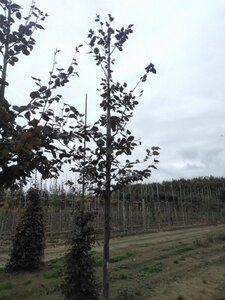 Fagus syl. 'Atropunicea' 12-14 Hoogstam wortelgoed 2 X verplant - afbeelding 4