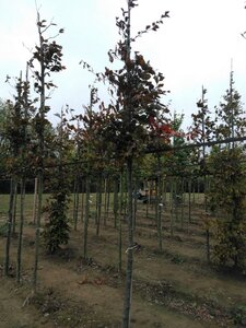 Fagus syl. 'Atropunicea' 12-14 Hoogstam wortelgoed 2 X verplant - afbeelding 6