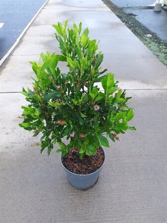 Fagus syl. 'Atropunicea' 12-14 Hoogstam wortelgoed 2 X verplant - afbeelding 6