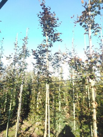 Fagus syl. 'Atropunicea' 12-14 Hoogstam wortelgoed 2 X verplant - afbeelding 1