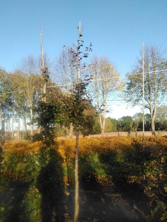 Fagus syl. 'Atropunicea' 12-14 Hoogstam wortelgoed 2 X verplant - afbeelding 5
