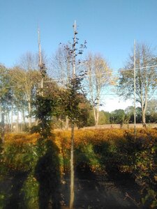 Fagus syl. 'Atropunicea' 12-14 Hoogstam wortelgoed 2 X verplant - afbeelding 5