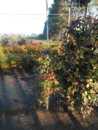 Fagus syl. 'Atropunicea' 150-175 cm wortelgoed geveerd - afbeelding 2