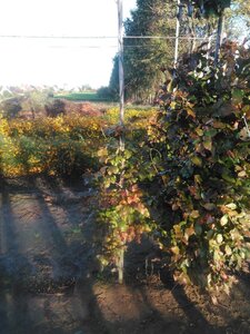 Fagus syl. 'Atropunicea' 150-175 cm wortelgoed geveerd - afbeelding 2