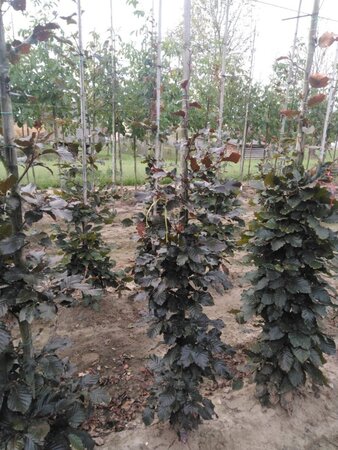 Fagus syl. 'Atropunicea' 150-175 cm wortelgoed geveerd - afbeelding 1
