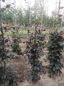 Fagus syl. 'Atropunicea' 150-175 cm wortelgoed geveerd