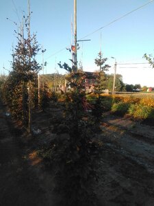Fagus syl. 'Atropunicea' 175-200 cm wortelgoed geveerd - afbeelding 3