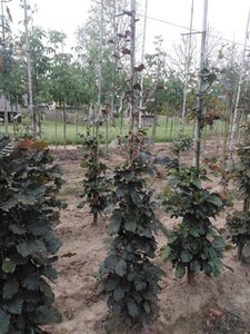 Fagus syl. 'Atropunicea' 175-200 cm wortelgoed geveerd